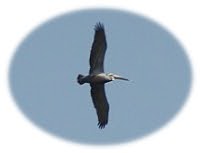 Pelican flying over the Centennial Boardwalk